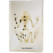 Frog Skeleton Acrylic Block